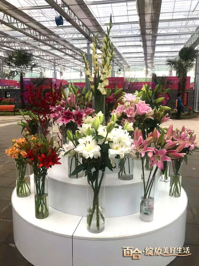 最美邂逅：百合博览园里美不胜收的名贵之花