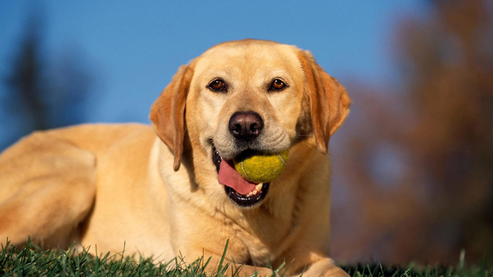 狗狗身上有臭味教你几招轻松解决,狗狗嘴里难闻