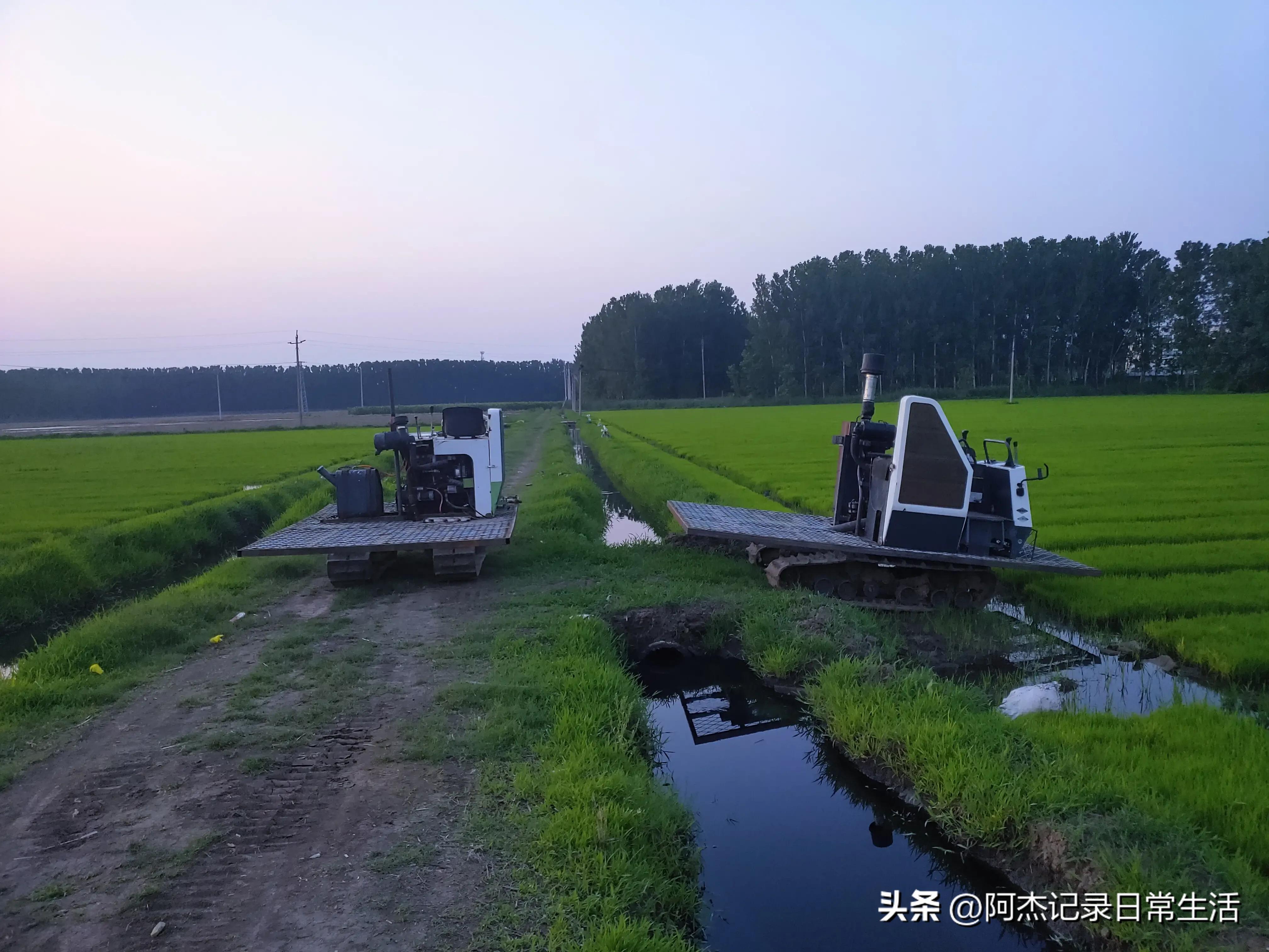 无土种植水稻的具体方法,日本水稻种植方法视频