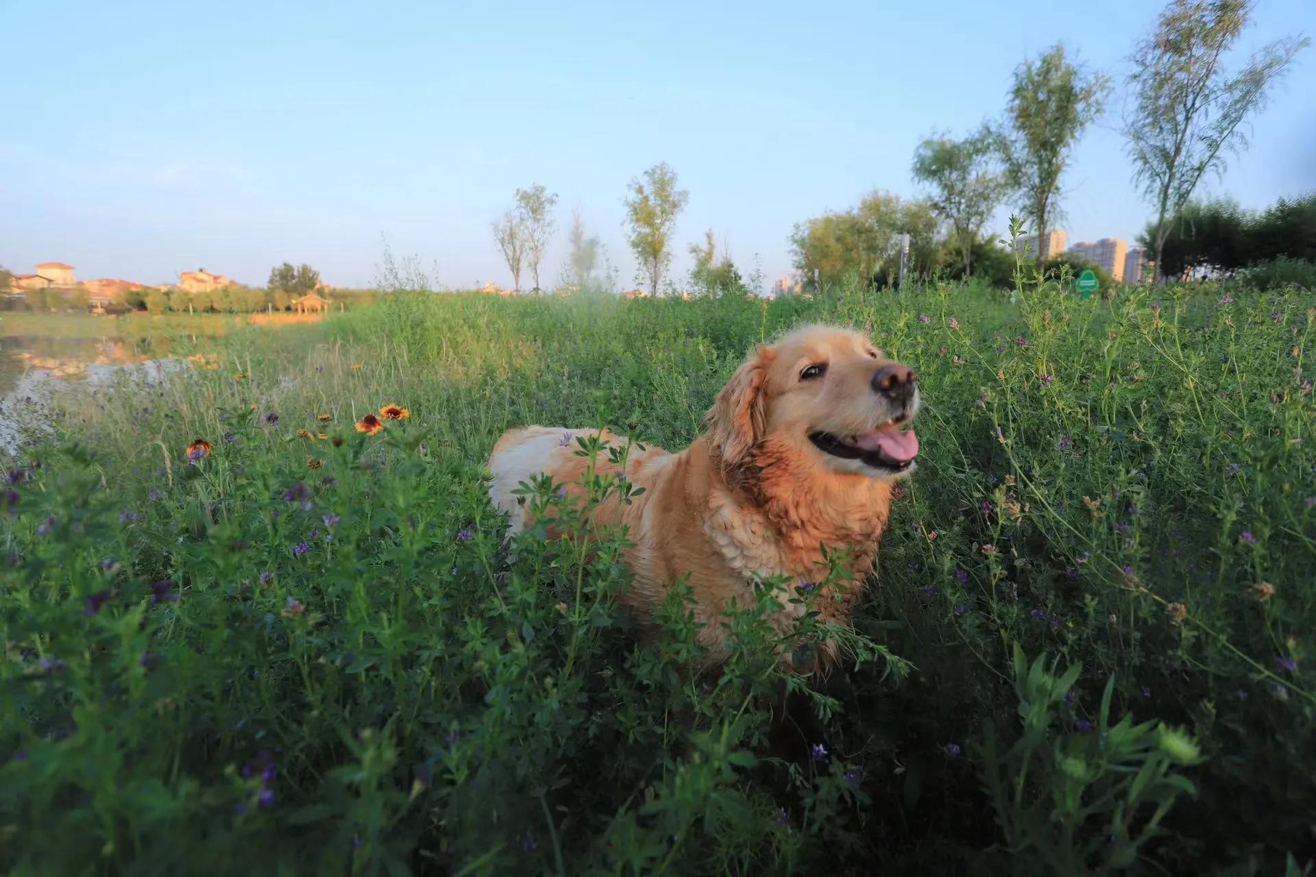 我的毛毛-写给12年相濡以沫的金毛