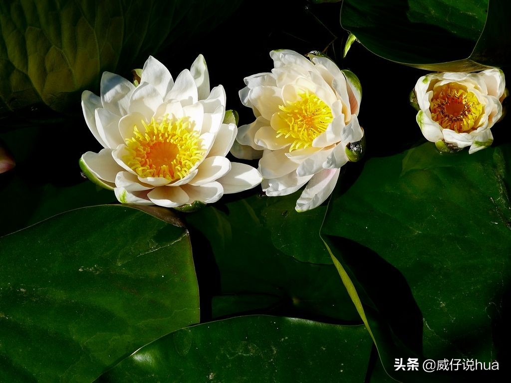 怎样让睡莲的缸清澈,虎斑睡莲爆缸