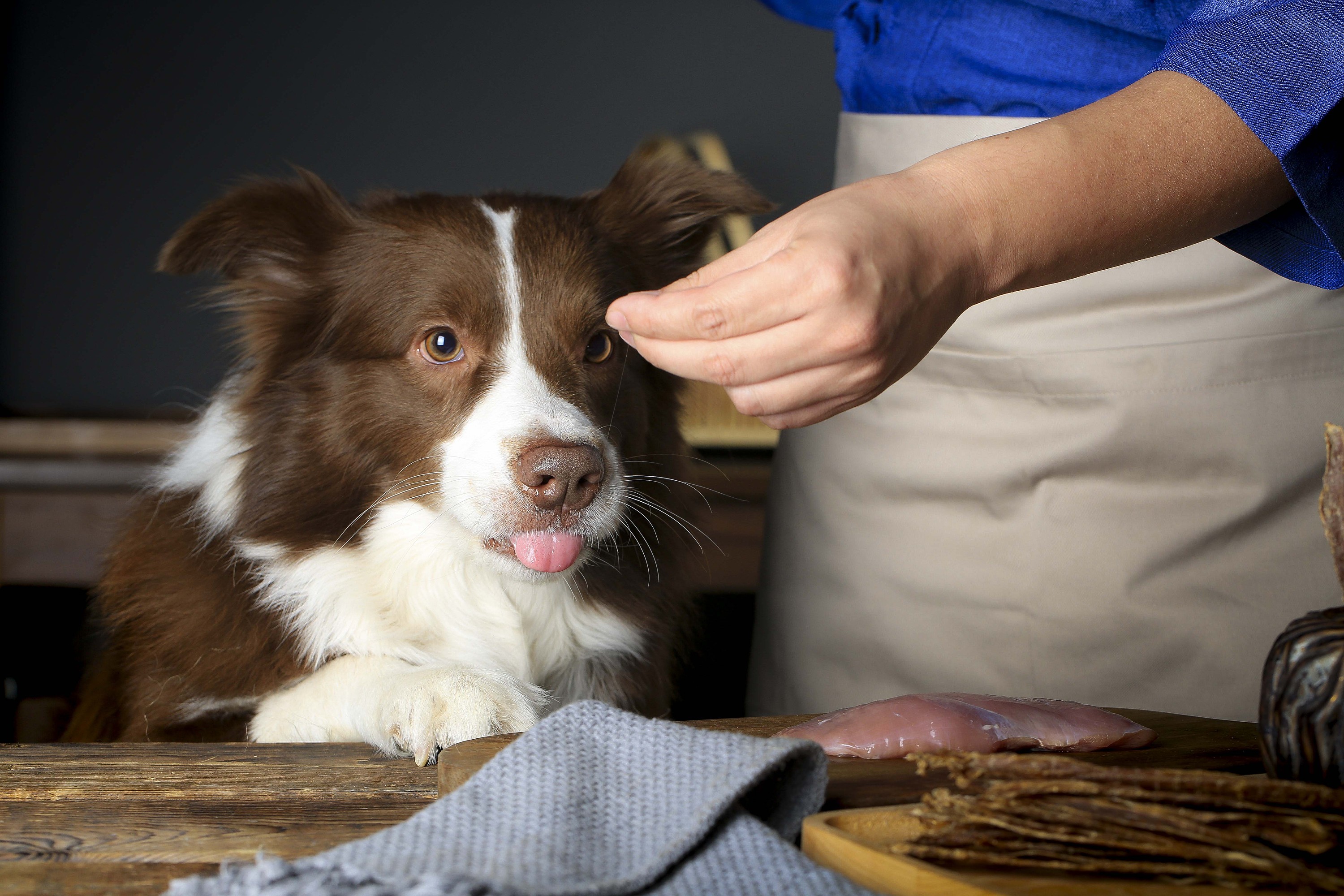 狗狗为什么会把自己当成小孩子,狗狗把自己当人了