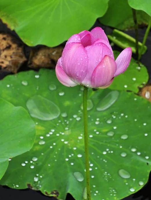濯清涟而不妖说的是荷花还是莲花,濯清涟而不妖的荷花名句