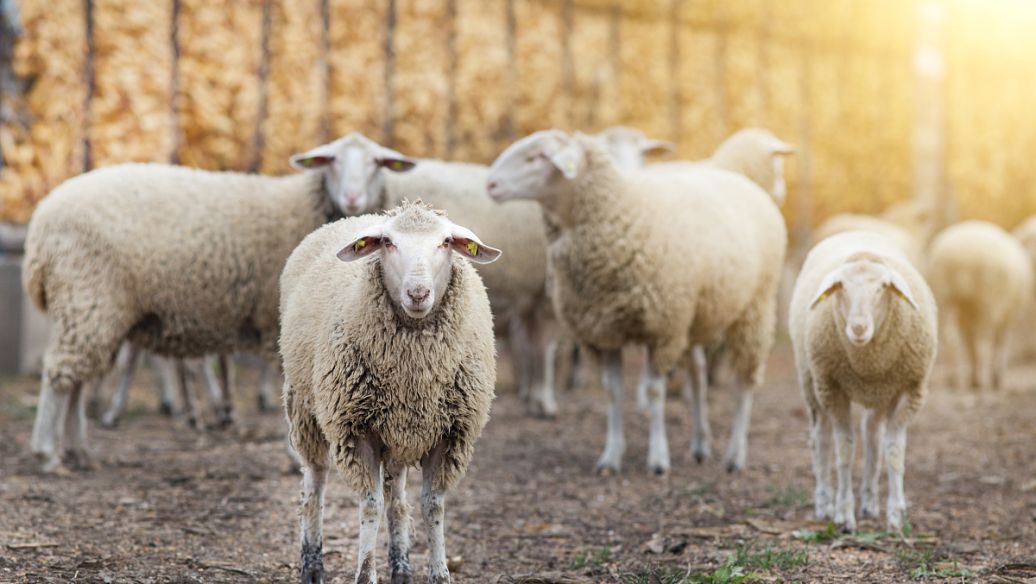 甘肃女子变卖家产花千万开发沙漠,女子砸千万家产完整版