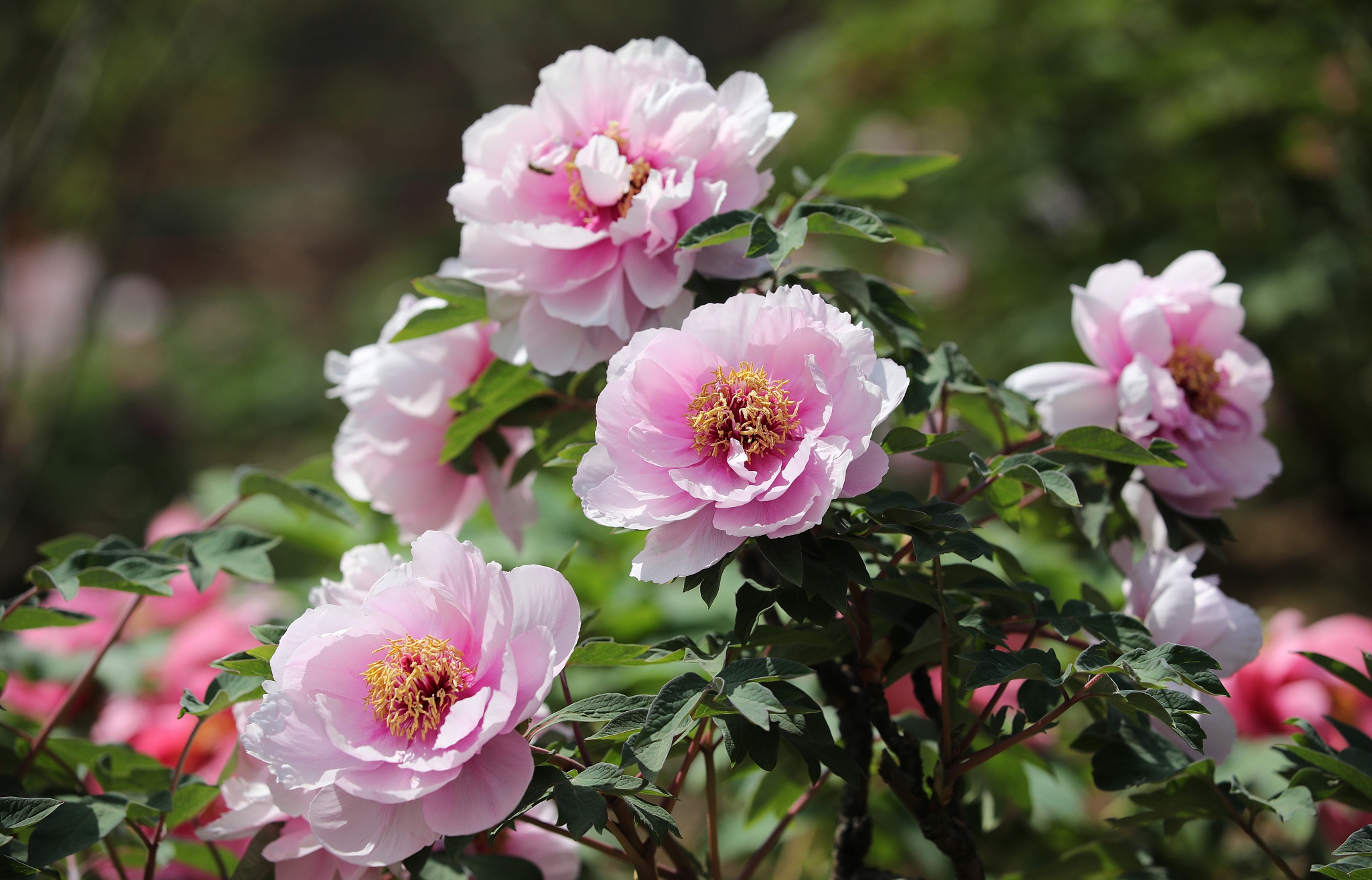 老婆强势男人怎么应对,婚后几年老婆特别强势