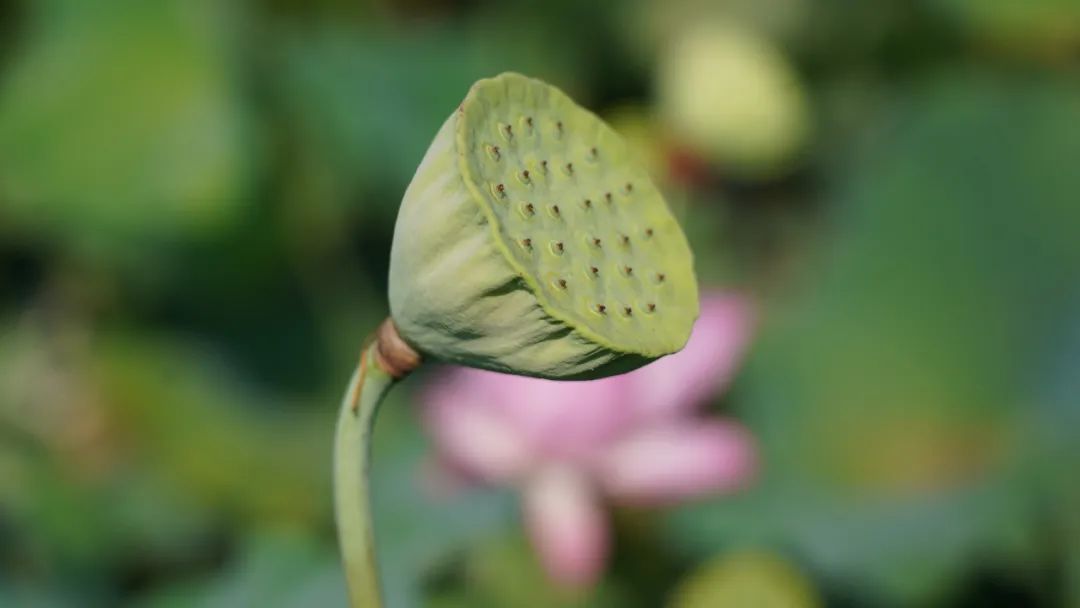 小暑已至！夏日顶流登场，一池荷风，满院莲香，惊艳了整个夏天！