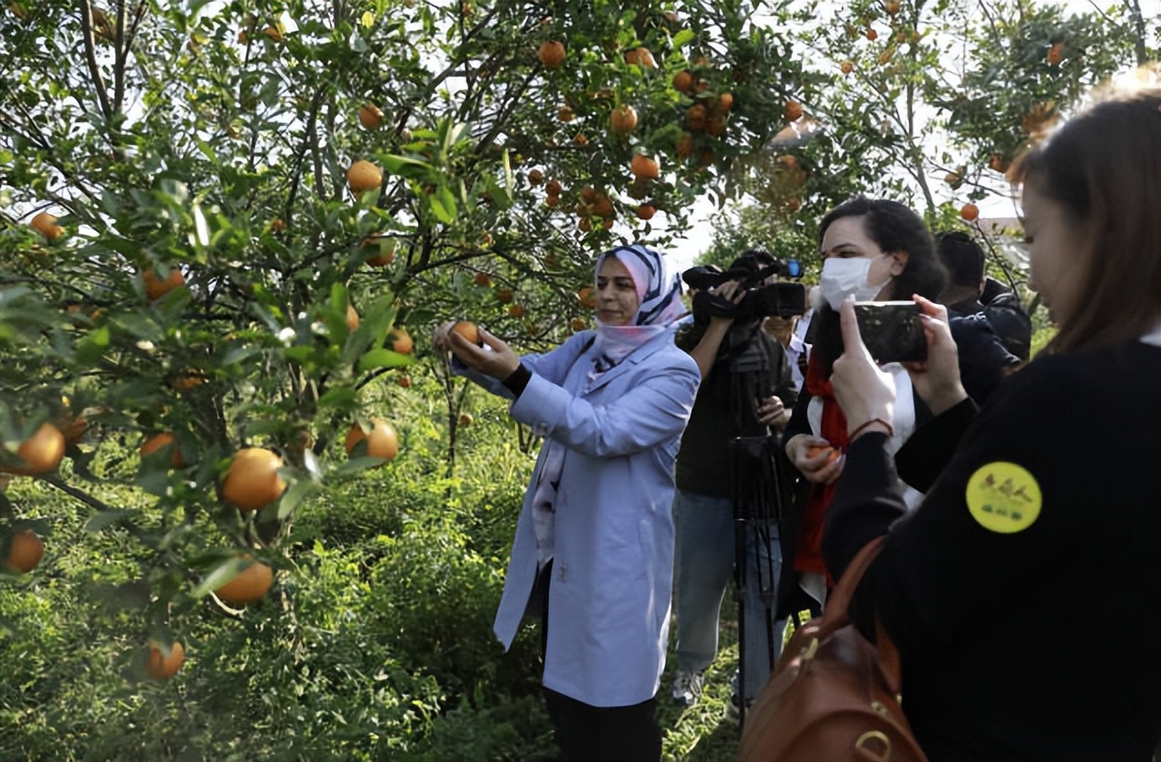 广东柑橘销售渠道,柑橘销售省份市场
