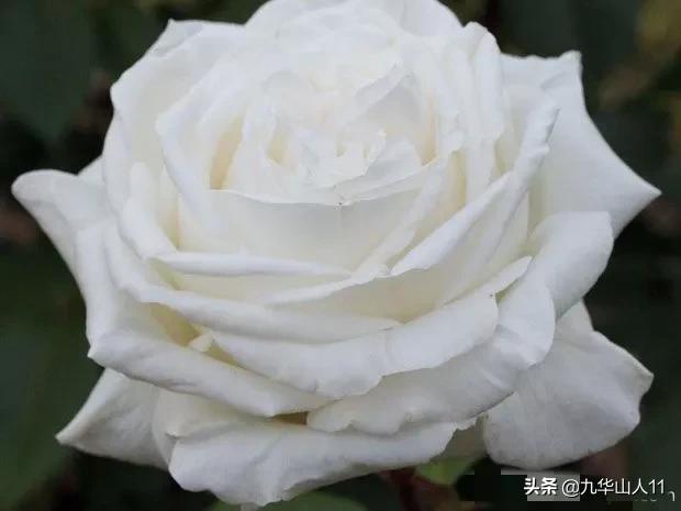 大花浓香勤花的月季品种,大花月季品种介绍大全图片及价格