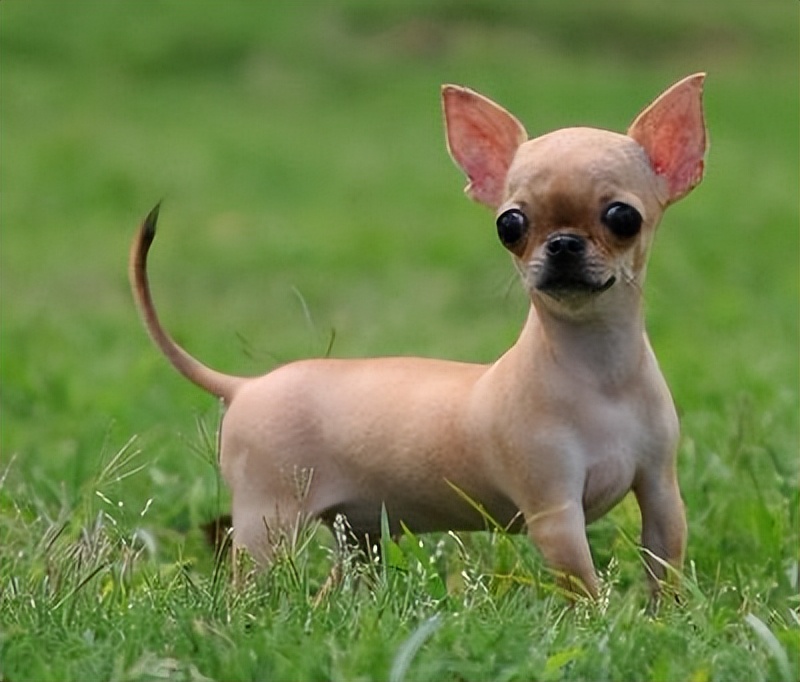 为什么大多数人都讨厌吉娃娃,为什么有的人讨厌吉娃娃