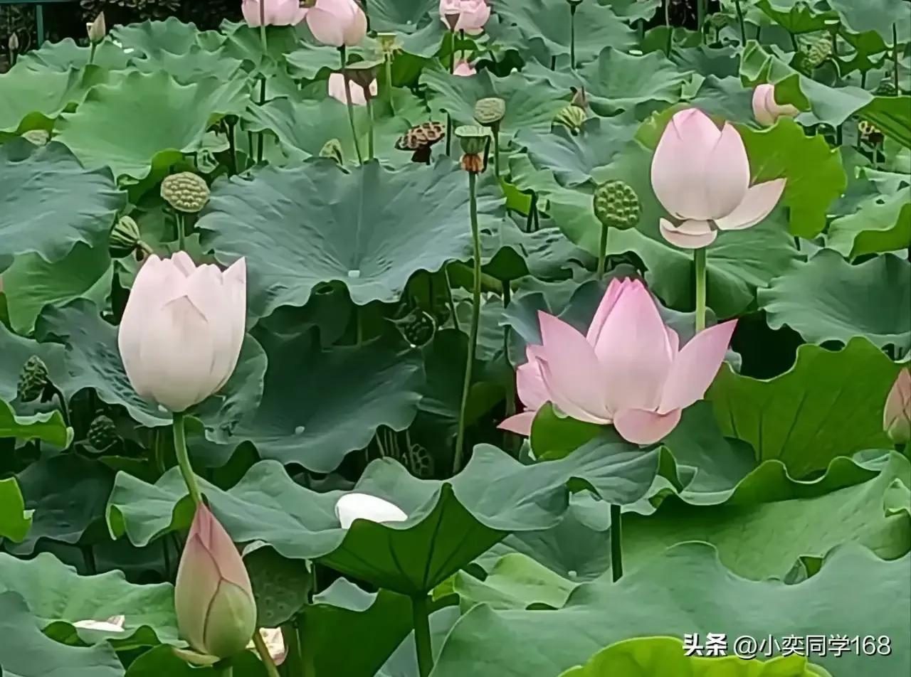 洗完头发的水可以浇花吗,洗完米的水浇花