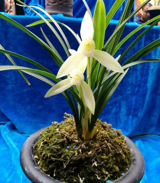 素心兰欣赏,素心兰哪个品种最漂亮