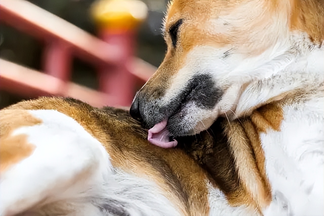 狗狗老是舔排尿处什么原因,狗狗舔被子是什么原因