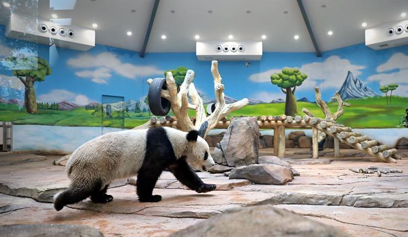 熊猫为什么那么少被老虎狮子吃,老虎狮子为什么不敢对熊猫下手