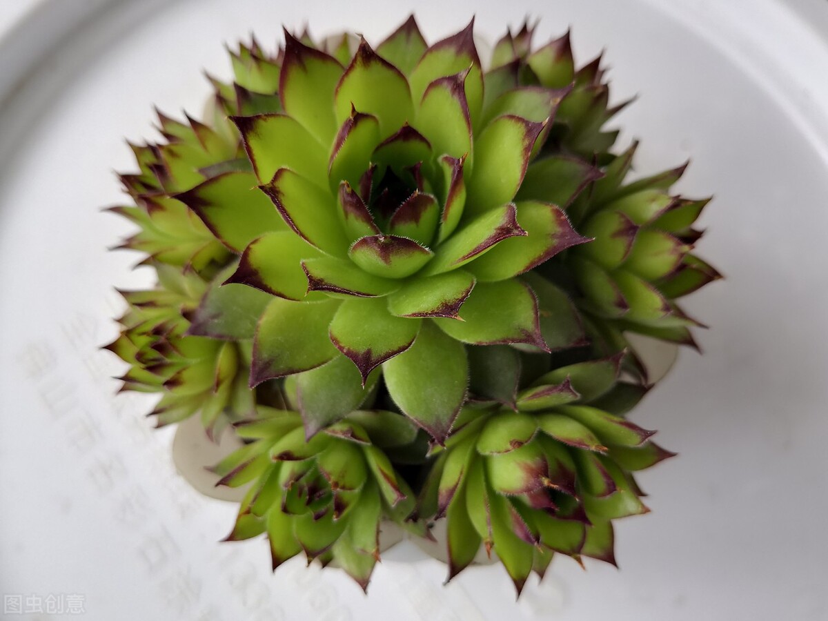 观音莲怎么才能爆盆,观音莲怎么养才能爆崽