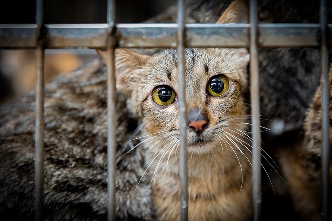 越南为什么没有苍蝇蚊子,越南为什么没有大熊猫