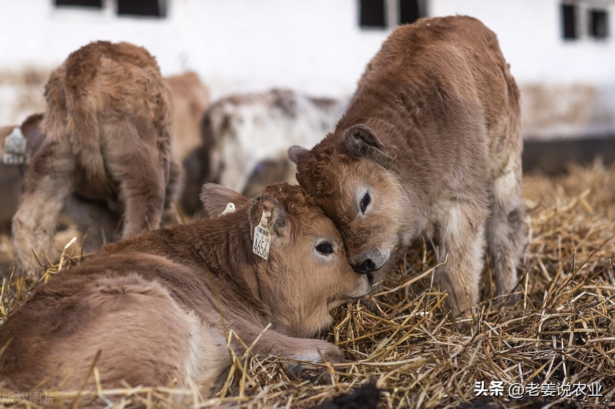 最新牛价7月8日各地活牛价格行情,现在养牛越来越多了牛价会跌吗