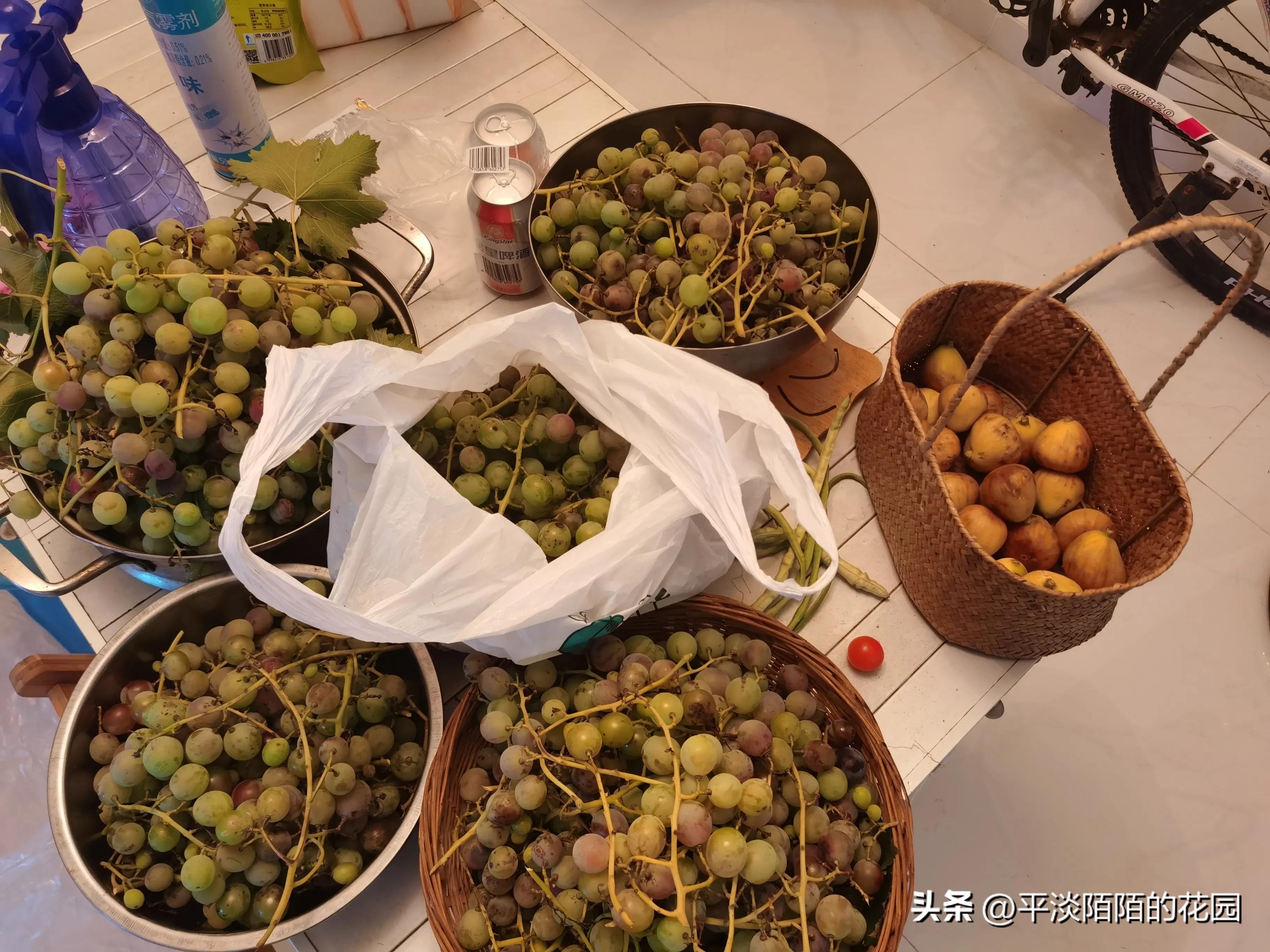 盆栽果树的病虫害治理,自家果园病虫害防治