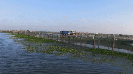 阳澄湖大闸蟹到底有多少真的假的,阳澄湖大闸蟹为什么很多假的