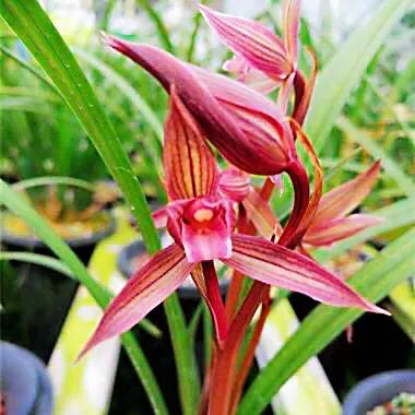 春剑中华红素兰花多少钱一苗,春剑中华红素上盆效果图