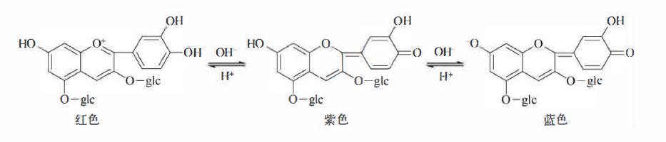 含黄酮类成分的药材有,陈皮的黄酮类成分作用
