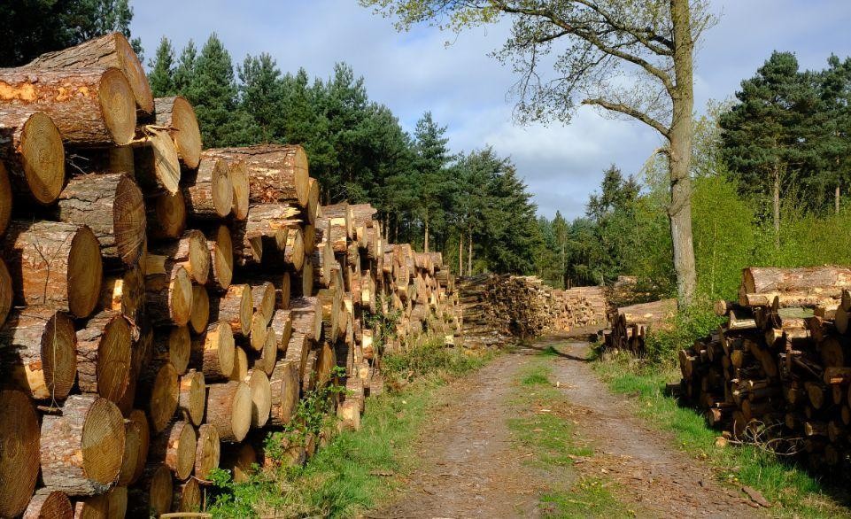 木材交易,为何能成为中世纪英国与波罗的海之间的枢纽?