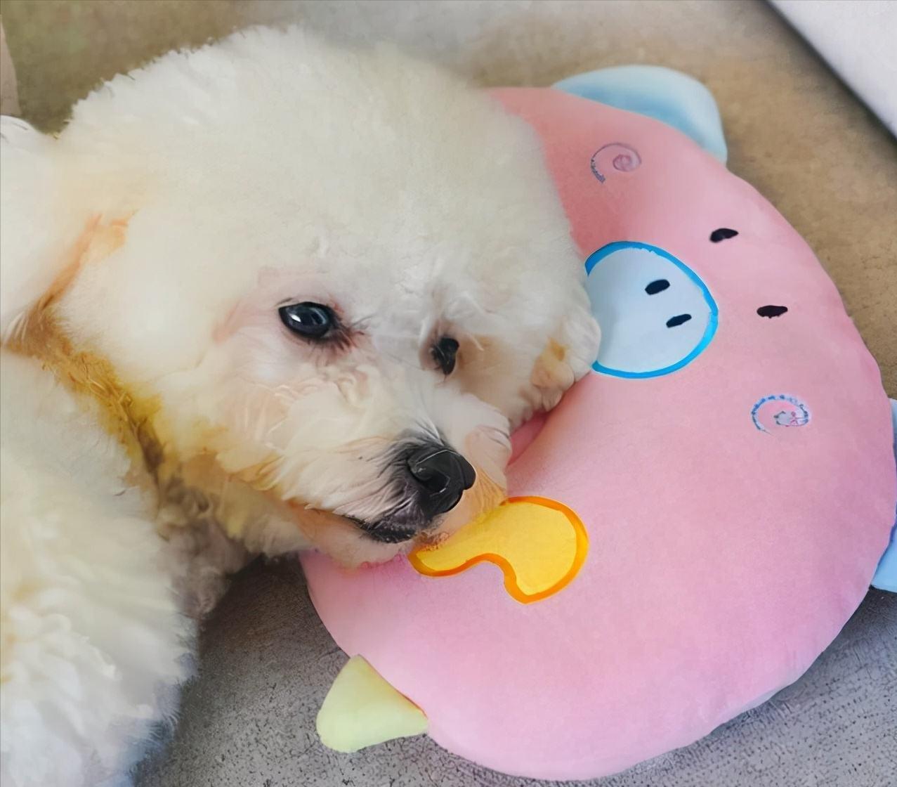 比熊拉了很多虫是什么情况,比熊要驱虫的表现是什么