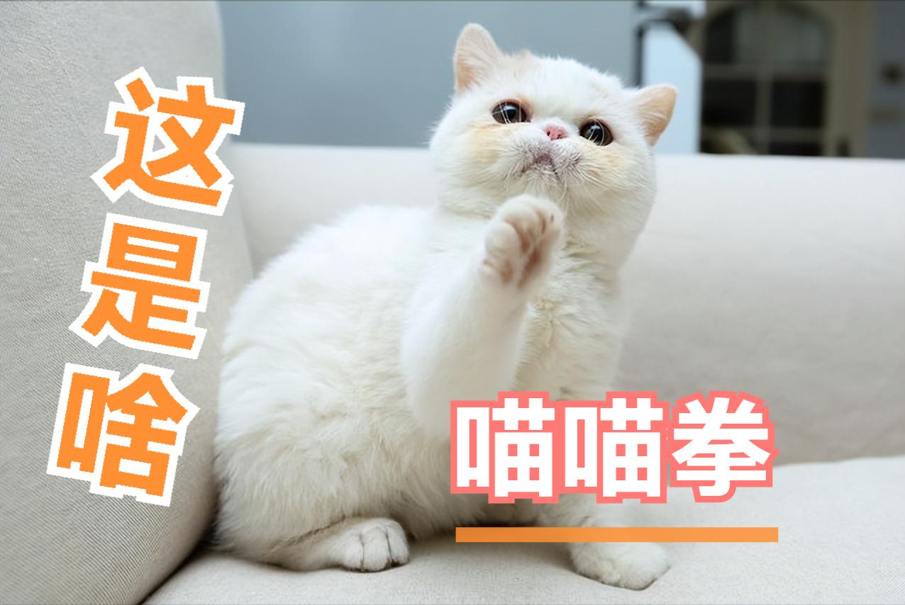 后院猫真的很容易得病吗,后院猫代表什么意思