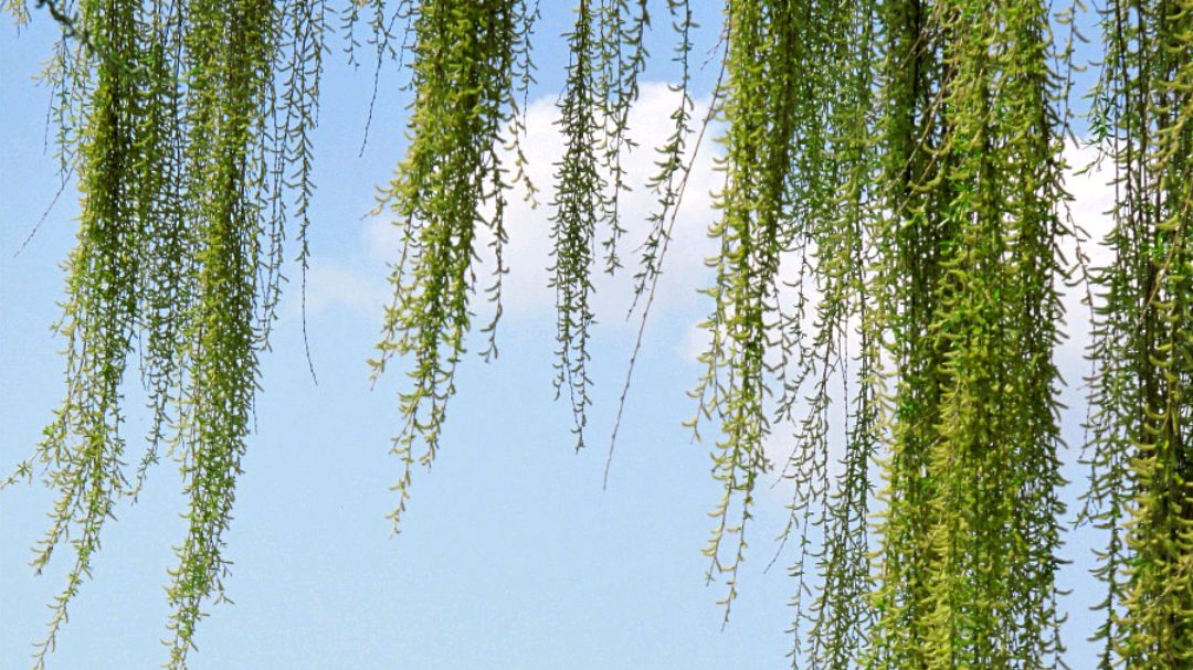 白居易咏柳诗和配图,赏析白居易咏柳的诗句