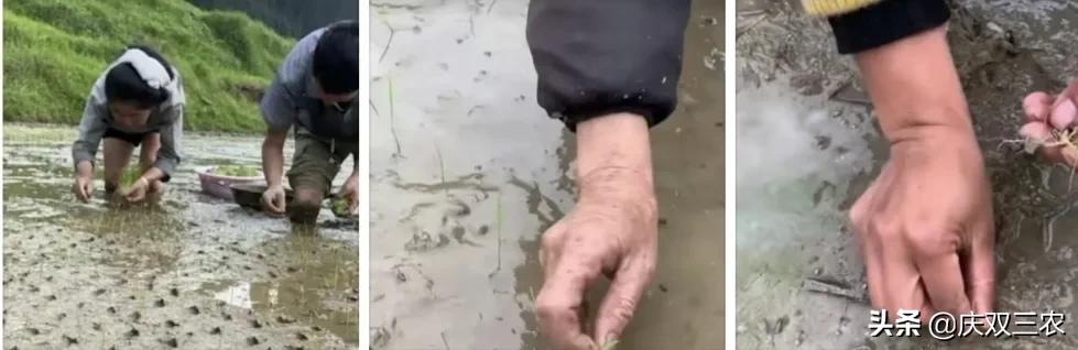 农谚“九九八十一,庄稼老汉把田犁”是什么意思?育秧更新有啥用