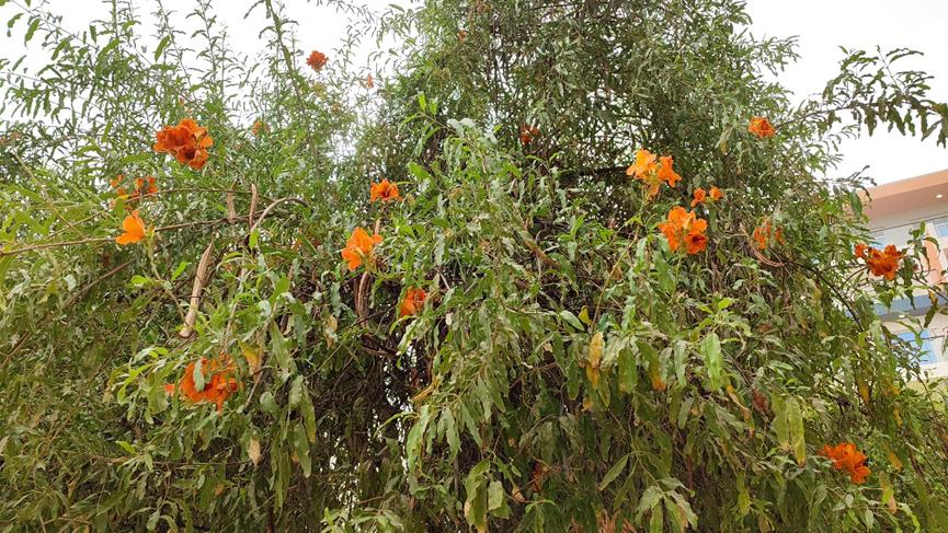 迪拜适合养什么植物,迪拜常见花草