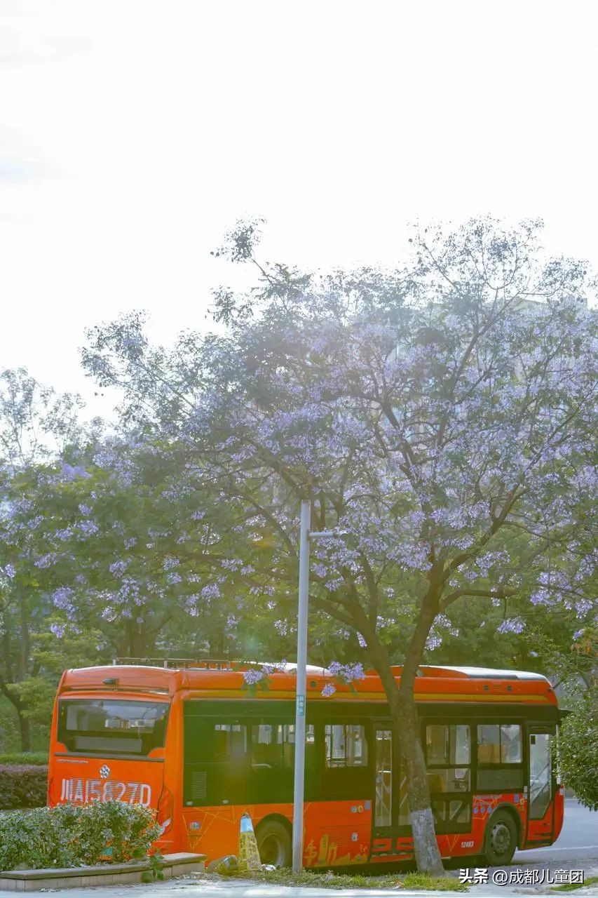 成都武晋路蓝花楹,昆明街头蓝花楹绽放成梦幻花海