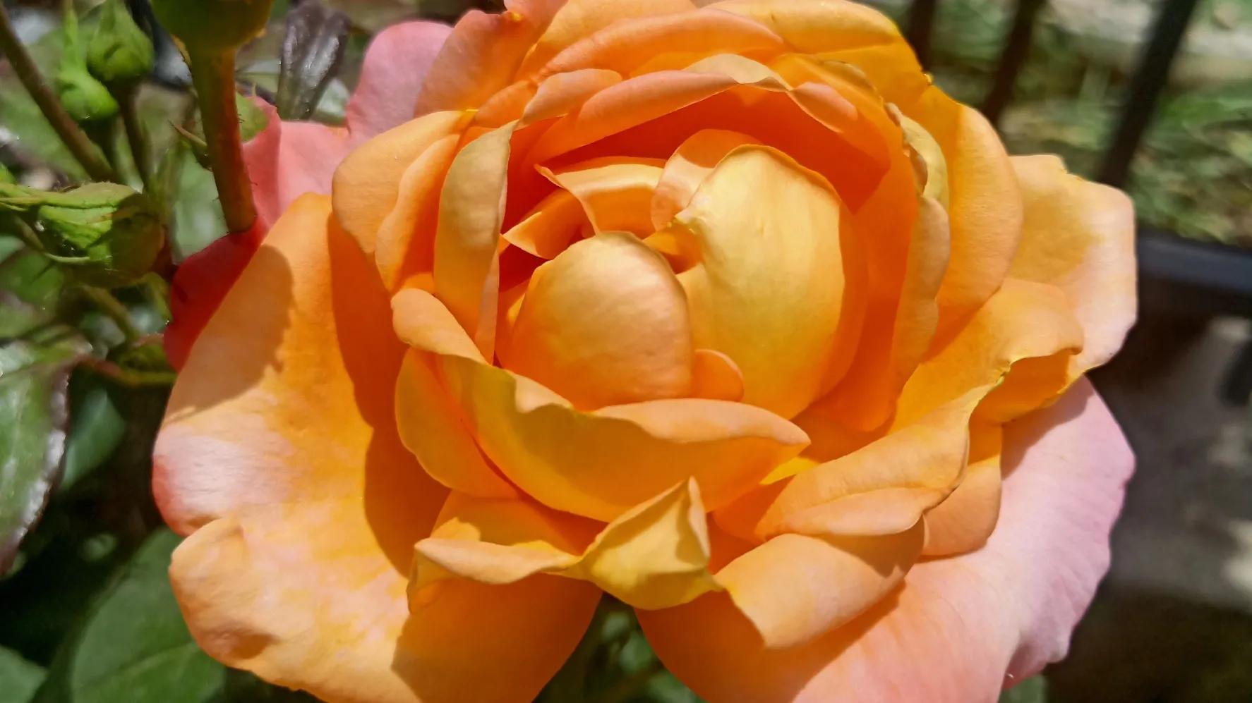 性是第一位的——女人会爱上多个男人合理吗因爱而性、因性而爱