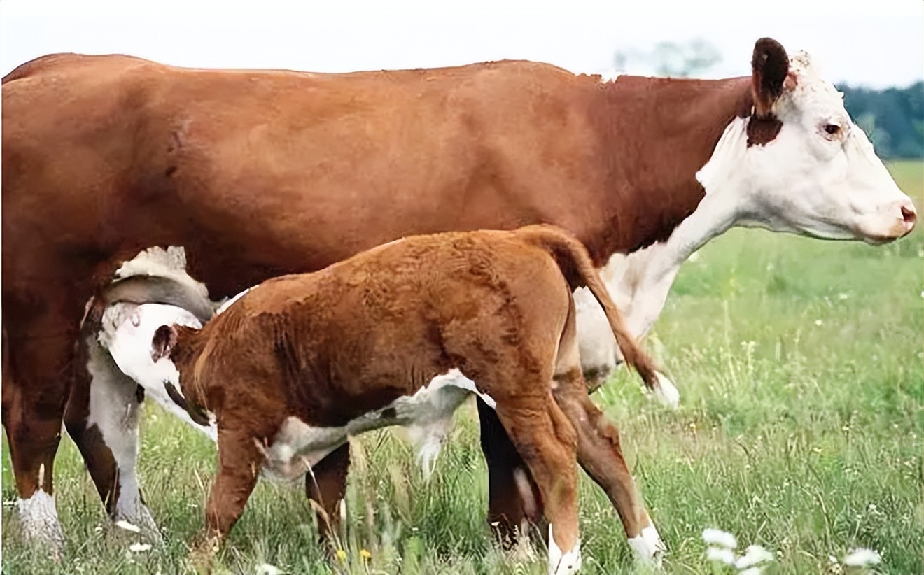 母牛下完犊怎么护理,母牛产后的护理用什么汤最好