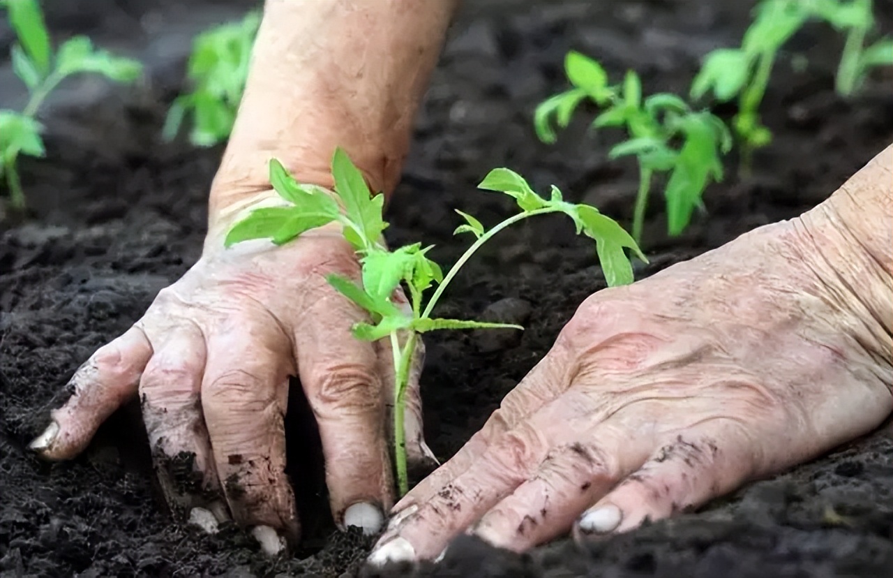 农产品新形势怎么走,农产品产业模式