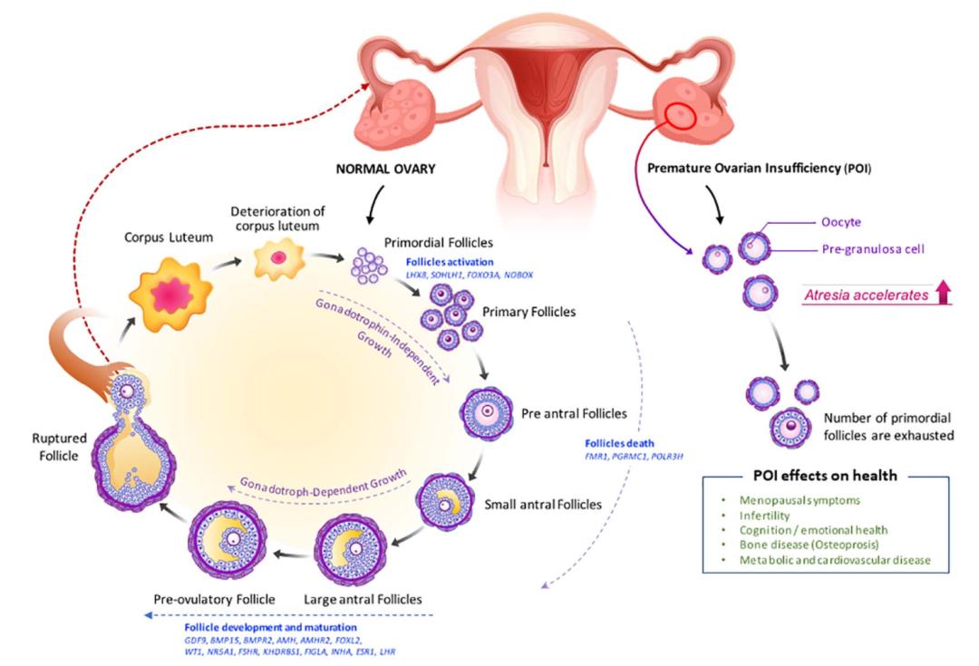 卵巢早衰会引起菌群失调,生物免疫治疗对卵巢早衰有效果吗