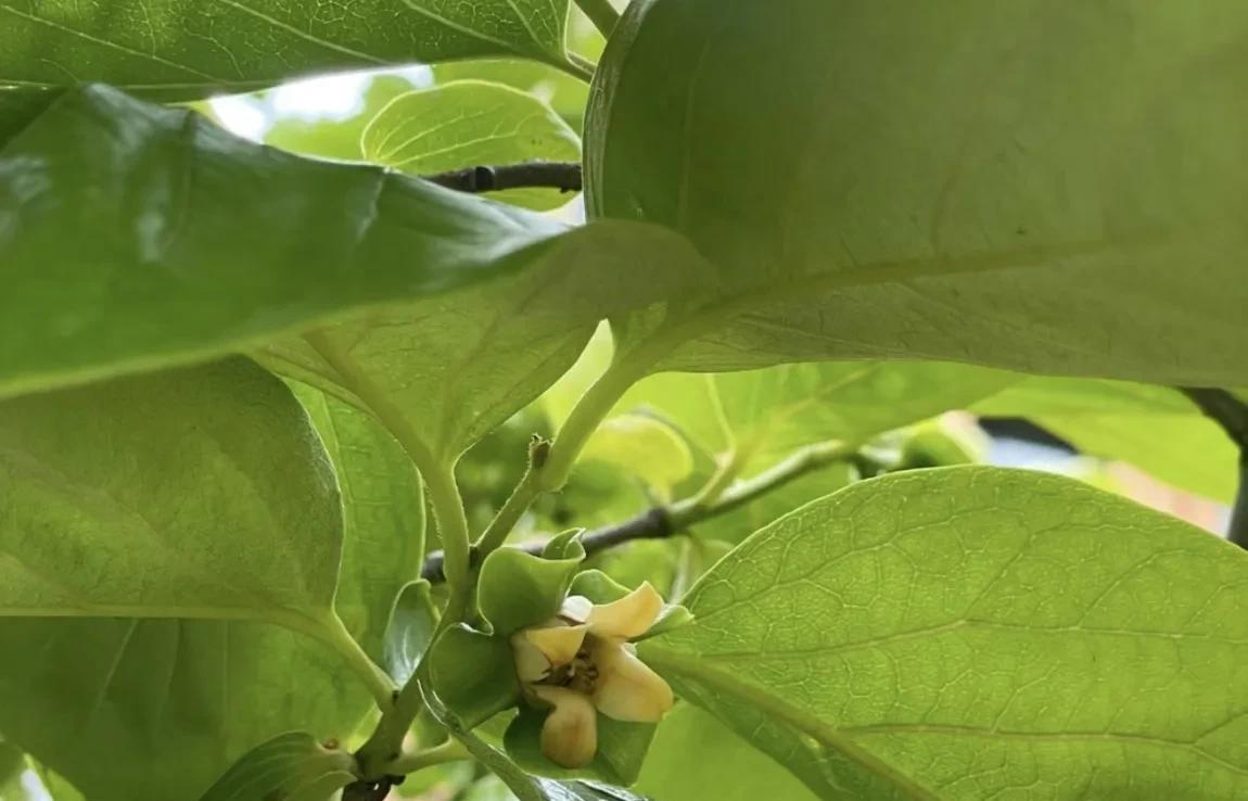 柿子生长期如何防落果,柿子九月份的病虫害管理