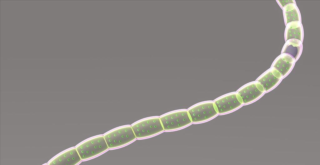 细菌生物电池,细菌电池