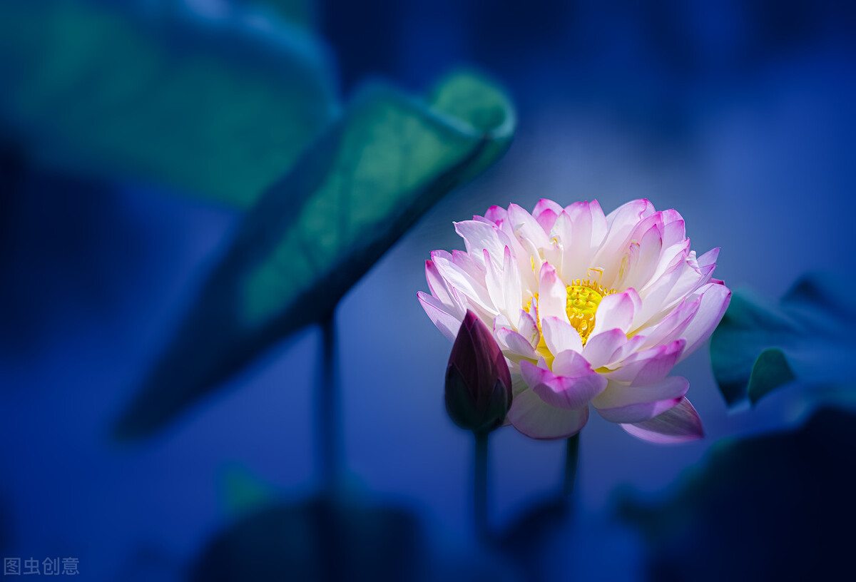 荷花图片禅意荷花,最美意境荷花图片大全