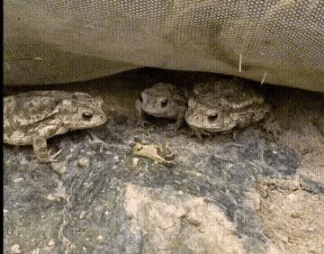 小哥也太菜了，不但没打中一个，还摔倒了，而且这不是足球