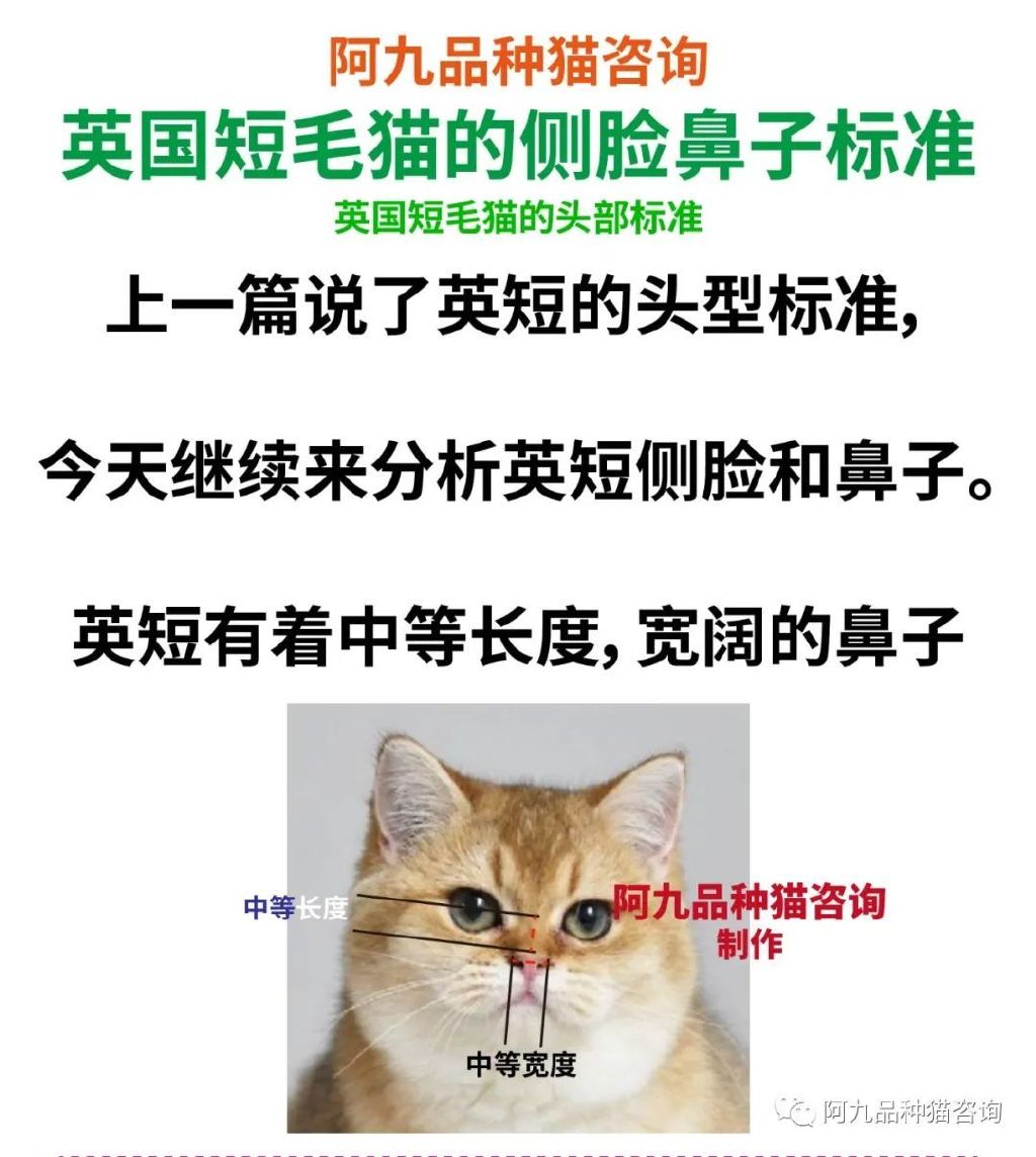 英短重点鼻子是什么样，英短鼻子有块黑色，英短猫是不是扁平鼻