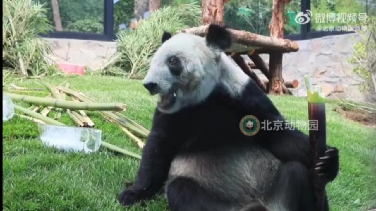 关于丫丫新视频,丫丫最新视频抓起竹子就开啃