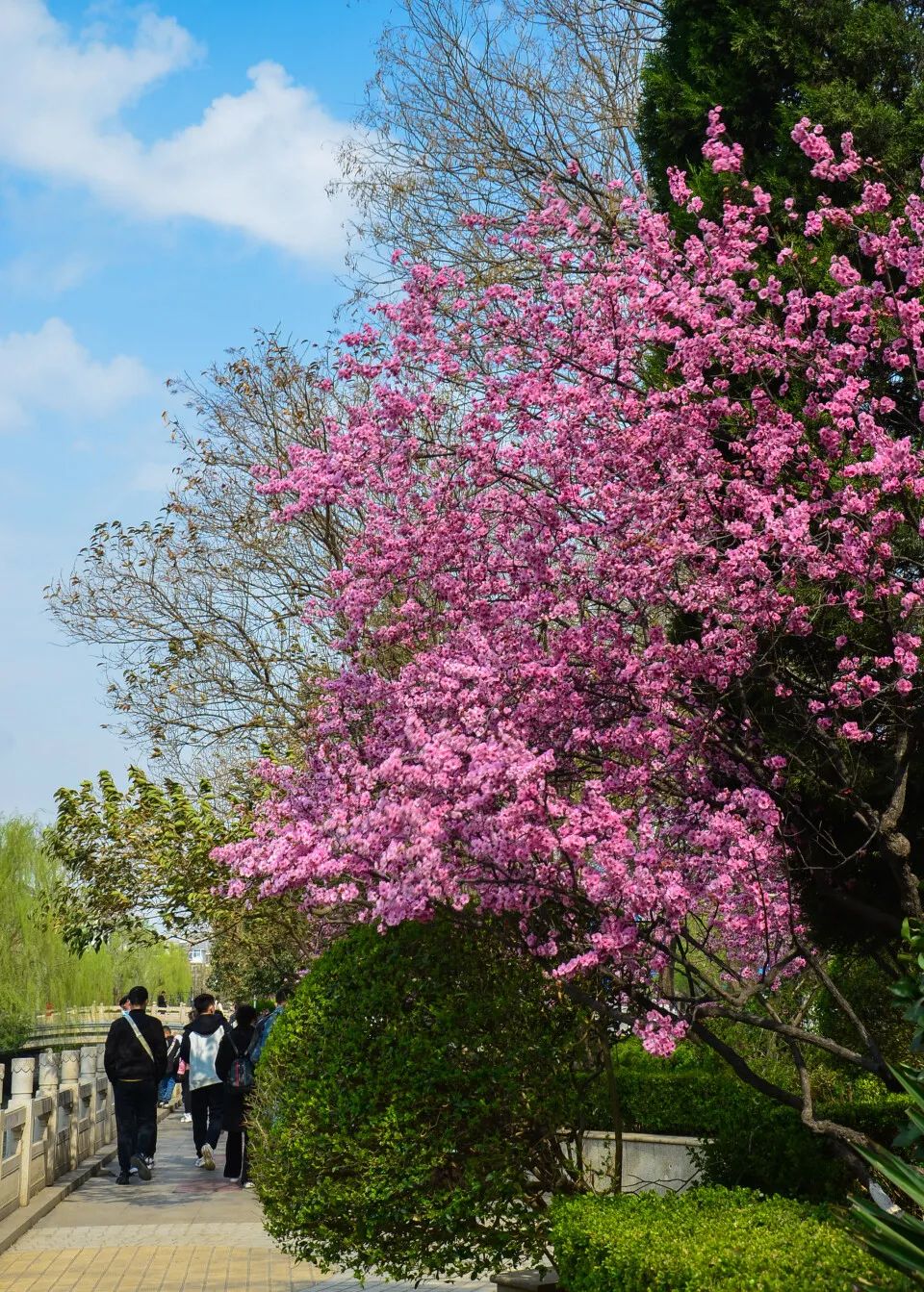 济南这个周末适合哪里赏花,济南春天赏花好去处