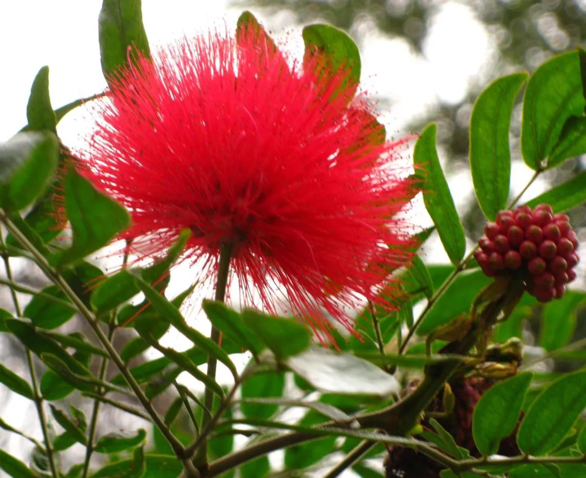赏花旅游种什么花,春季去公园踏青上百种花让人眼花