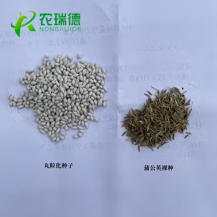 蒲公英籽需要冻一下再播种吗,蒲公英籽播种