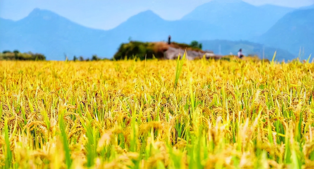 获奖作文《稻米的故事》，充满希望的稻田，老师：想象力很强