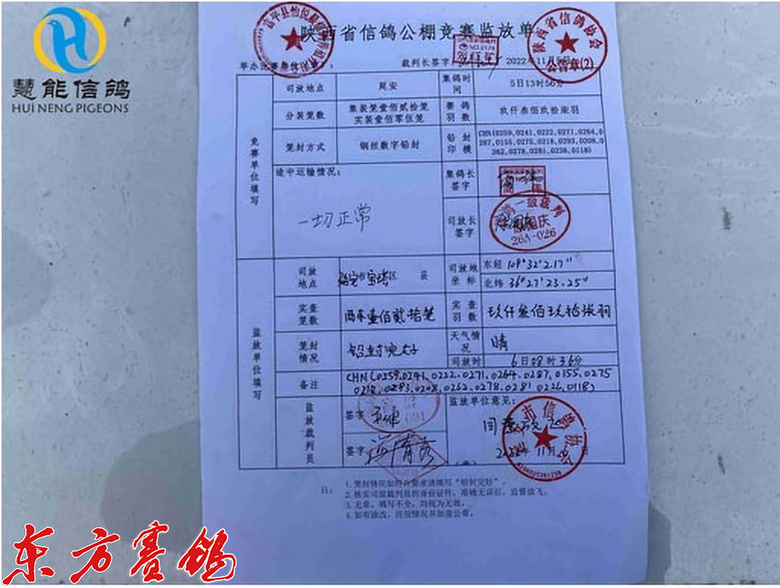 21年惠能秋棚决赛获奖鸽照片,慧能信鸽秋棚直播