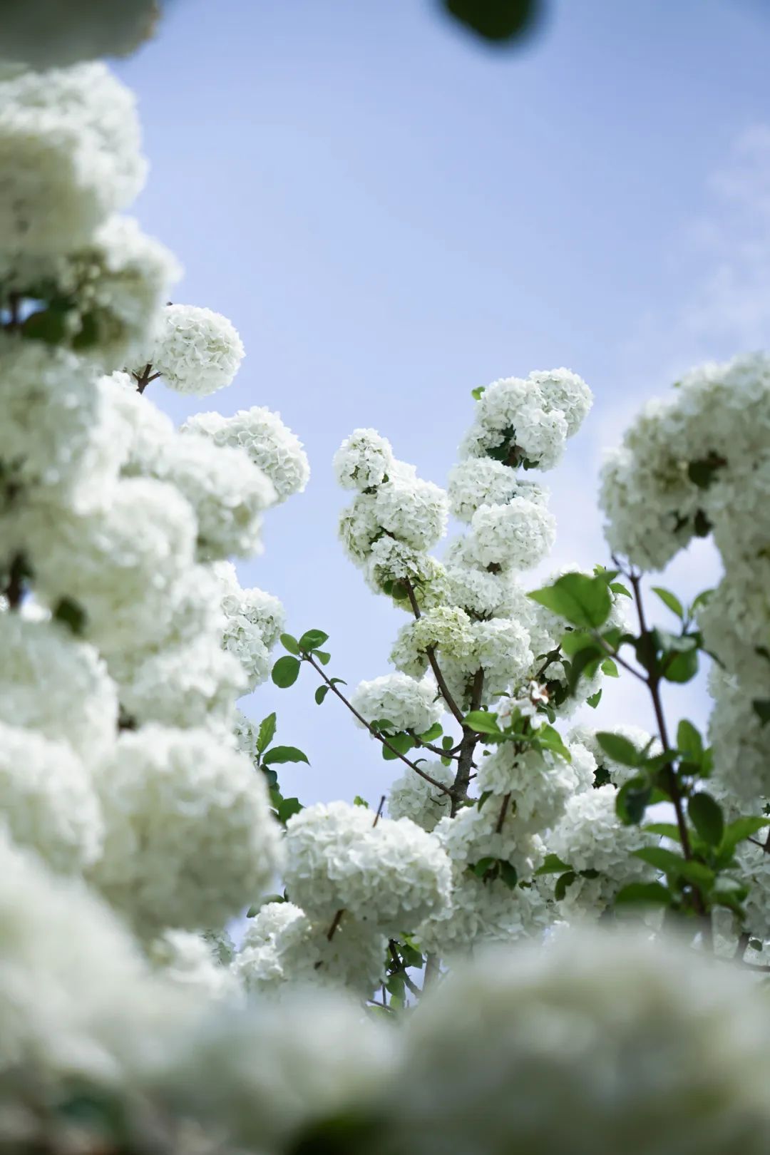 提前盛开！成都市区这个被偏爱的宝藏地又上新，即将刷爆全网