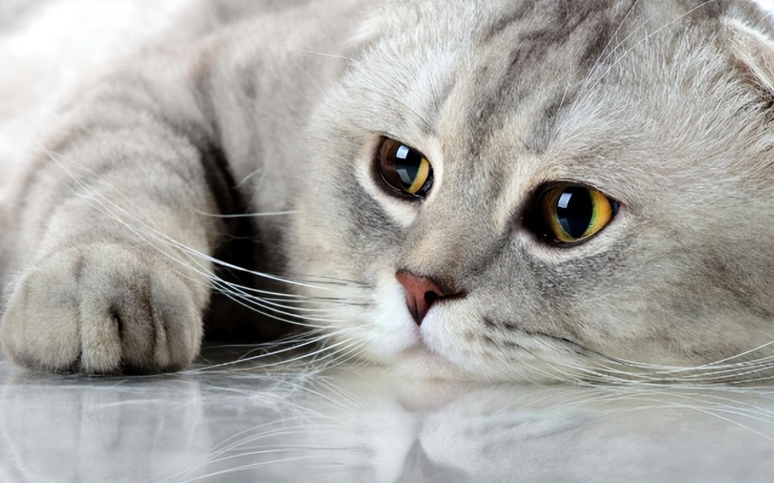 巴哥犬最大的特点,巴哥犬的3个优点和4个缺点