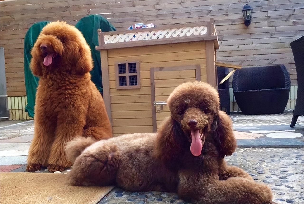 养一只巨型贵宾犬的缺点,巨型贵宾犬优点和缺点