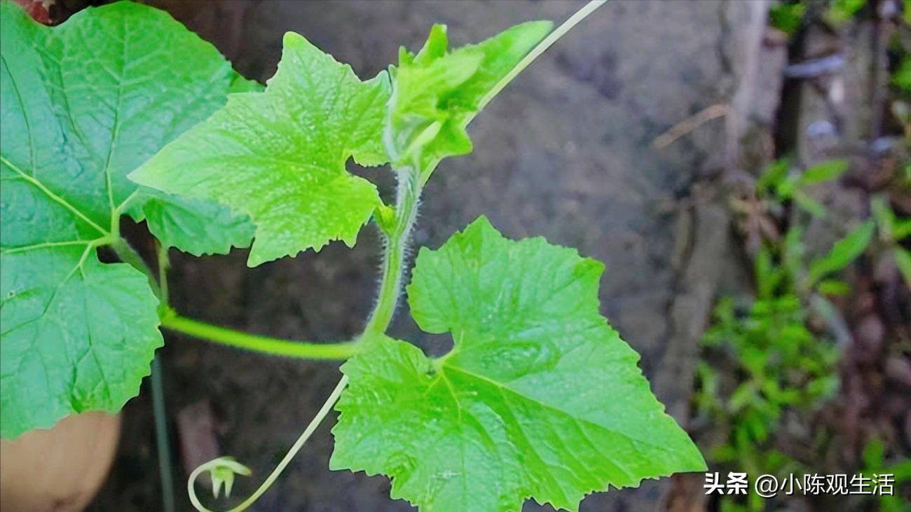 认识植物叶子的基础知识,植物叶子形态各异选择你最熟悉的